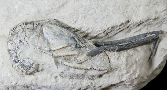 Top Quality Fossil Lobster (Meyeria) - Cretaceous, Isle of Wight #23241